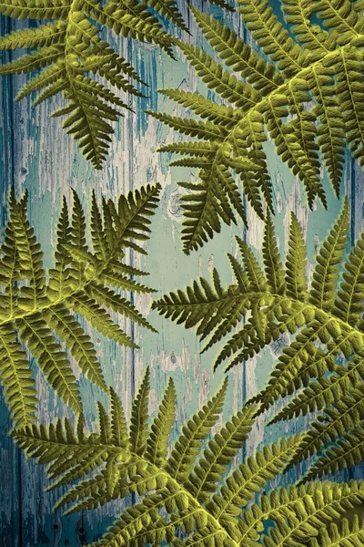Красивые листья папоротника на старом деревянном фоне — стоковое фото
