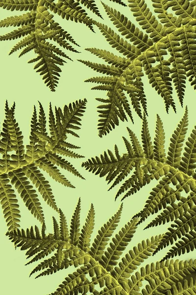 Yeşil yaprakları ile egzotik bitkiler arka plan