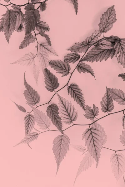 Jonge bladeren, artistieke achtergrond in zachte kleuren — Stockfoto