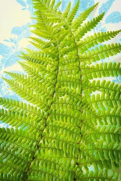 이국적인 식물, 고 사리 잎 배경 — 스톡 사진