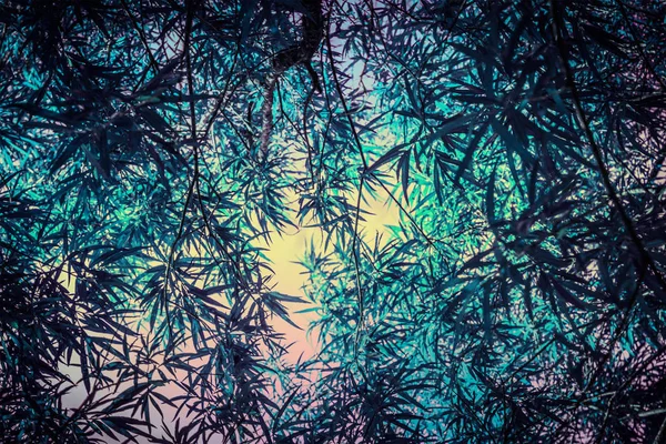 대나무 식물 배경 — 스톡 사진