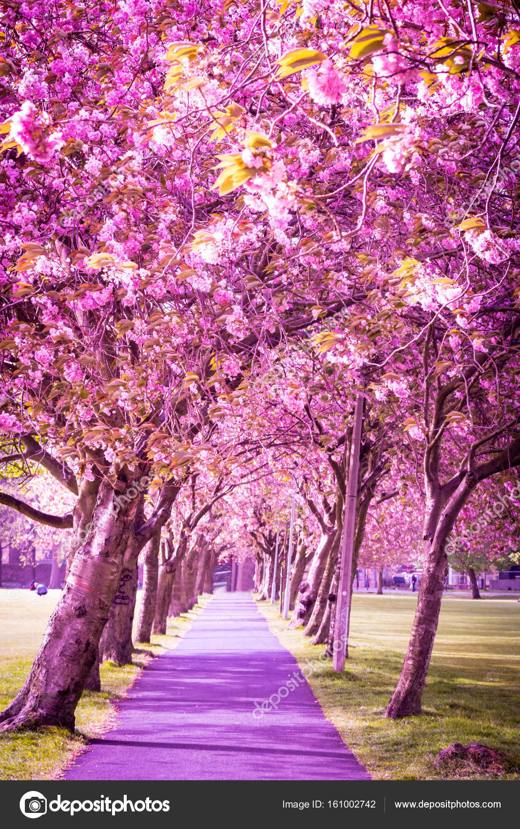 depositphotos_161002742 stock photo beautiful alley of japanese cherry
