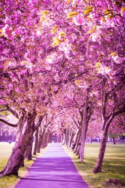 Bloosom Japon kiraz ağacı güzel sokak