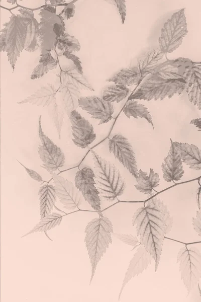 Sfondo artistico floreale con foglie delicate in monocromo — Foto Stock