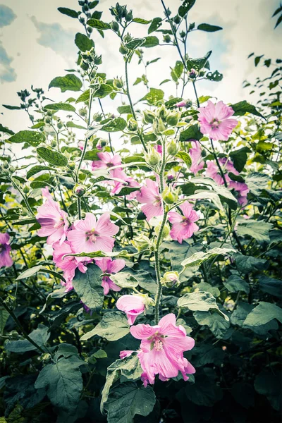 Malwa pięknych kwiatów w stylu vintage — Zdjęcie stockowe