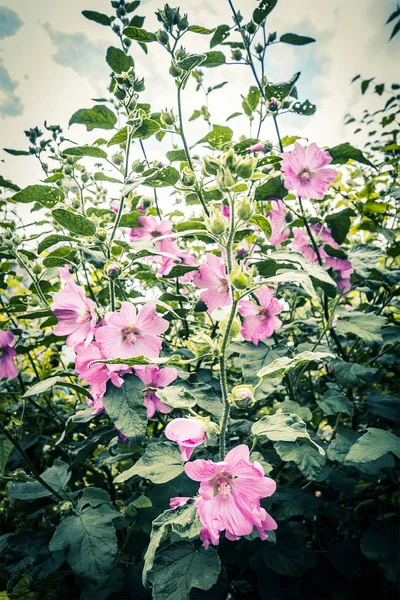 Beautiful hollyhock flowers in vintage style — Stock Photo, Image