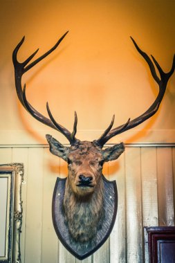Doldurulmuş geyik kafası duvara