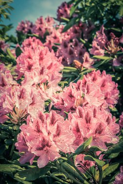 Güzel çiçek pembe ormangülü vintage tarzı, bahar zaman parkta büyüyen.