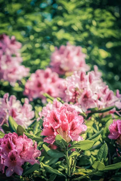 美丽盛开的粉红色杜鹃花在复古的风格 生长在公园春天的时间 — 图库照片