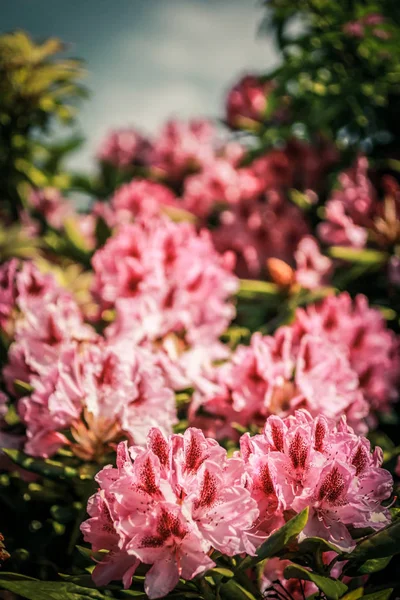 Güzel çiçek pembe ormangülü vintage tarzı, bahar zaman parkta büyüyen.