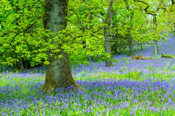 Bluebells Çayır Ile Ormanda Güzel Meşe Ağacı — Stok fotoğraf