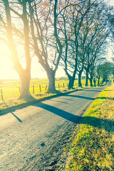 木と太陽光春 スコットランドの美しい田舎道 — ストック写真