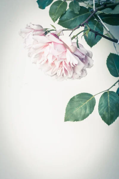 Vackra Rosa Rosor Konstnärlig Bakgrund — Stockfoto