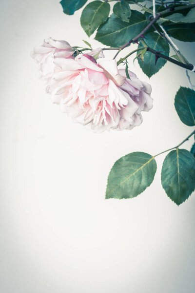Beautiful pink roses artistic background