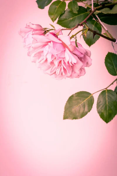 Schöne Rosa Rosen Künstlerischen Hintergrund — Stockfoto