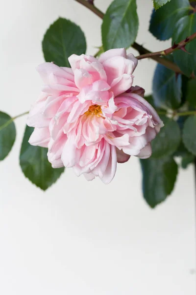 Красиві Рожеві Троянди Художній Фон — стокове фото