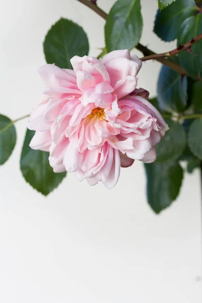 Prachtige Roze Rozen Artistieke Achtergrond — Stockfoto