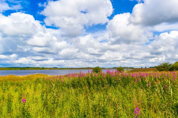 Hermoso Paisaje Con Prado Flores Cielo Dramático Nubes Blancas Escocia — Foto de Stock