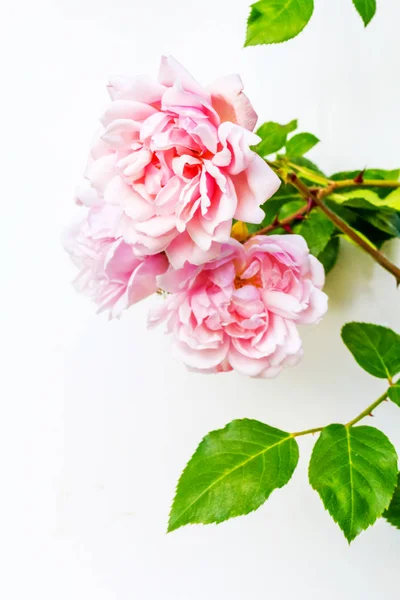 Beautiful pink roses artistic background — Stock Photo, Image