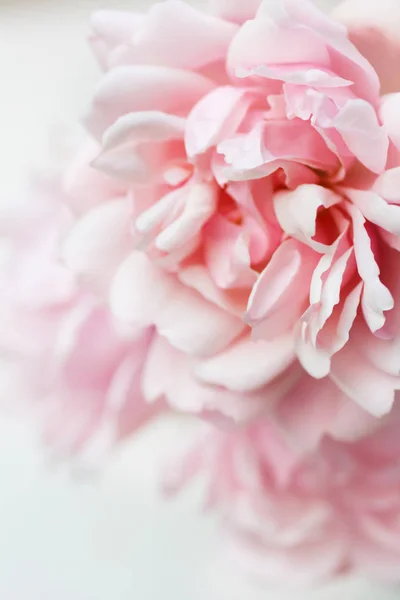 Belas rosas rosa fundo artístico — Fotografia de Stock