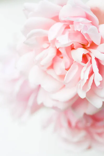 美丽的粉红色玫瑰艺术背景 — 图库照片