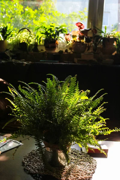 Hus Växt Ormbunke Blomkrukan Rummet Med Solljus Och Skugga — Stockfoto