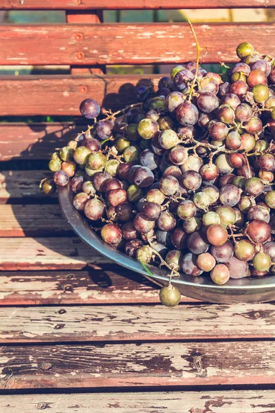 Big Bowl Grapes Picked Garden — Stock Photo, Image