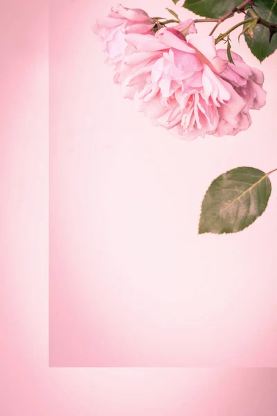 Schöne Rosa Rosen Künstlerischen Hintergrund — Stockfoto