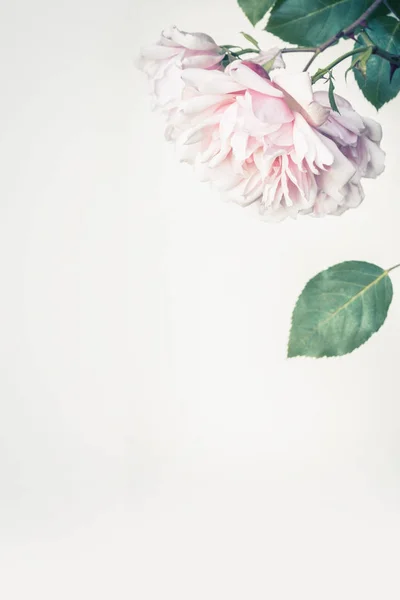 Gyönyörű Rózsaszín Rózsa Művészi Háttér — Stock Fotó