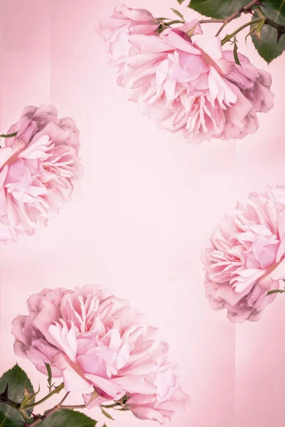 Beautiful Pink Roses Artistic Background — Stock Photo, Image