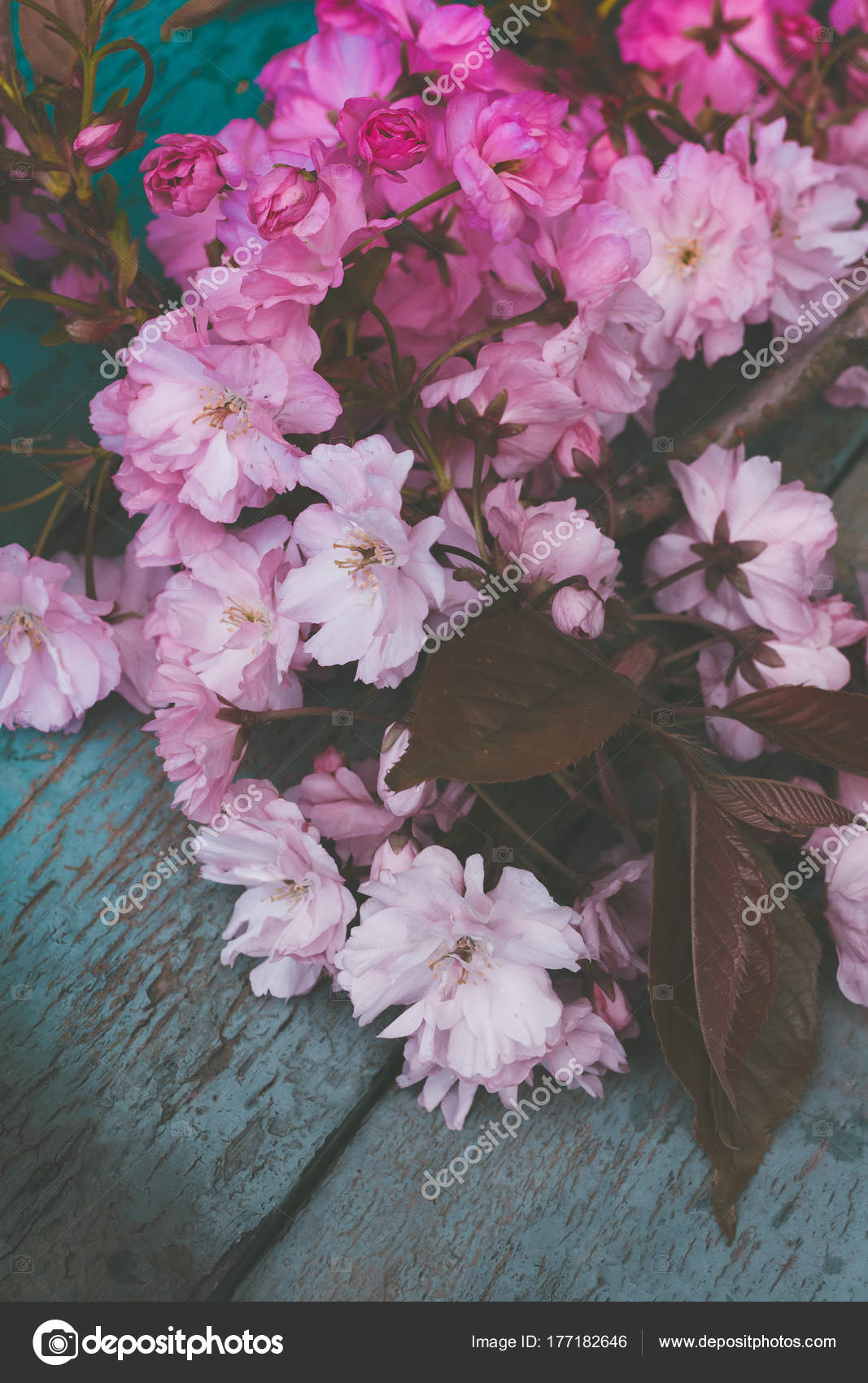 Style Rustique Fond Printemps Avec Les Fleurs Cerisier