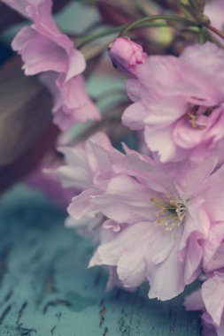 Rustik tarzı bahar arka plan pembe Japon kiraz çiçeği ile yakın çekim