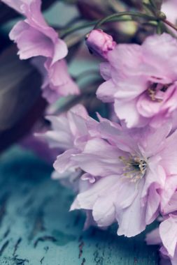 Rustik tarzı bahar arka plan pembe Japon kiraz çiçeği ile yakın çekim