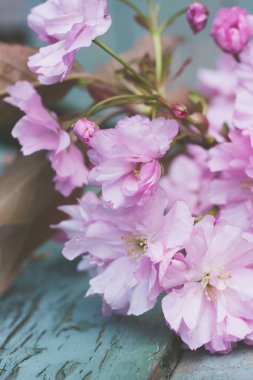 Rustik tarzı bahar arka plan pembe Japon kiraz çiçeği ile yakın çekim