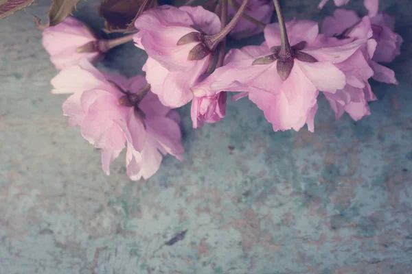 Estilo Rústico Primavera Fundo Com Rosa Japonês Cereja Flor Perto — Fotografia de Stock