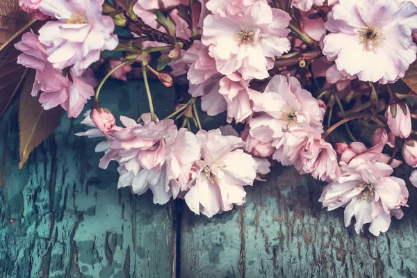Rustik Stil Våren Bakgrund Med Rosa Japansk Körsbärsblom Närbild — Stockfoto