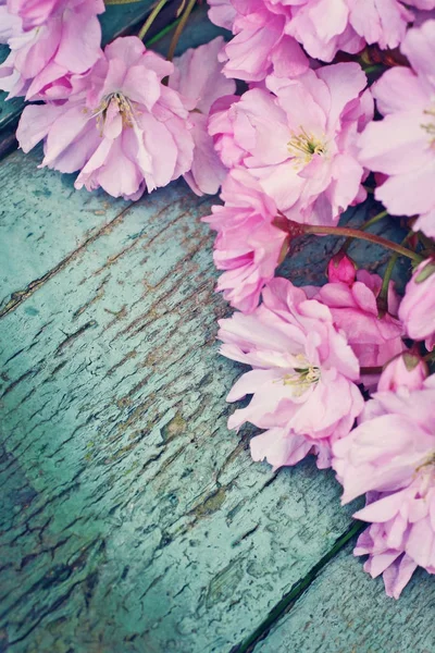 Japonês cereja flor belo fundo — Fotografia de Stock