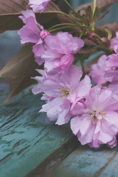 Rustikální Styl Pozadí Jaro Růžová Japonská Třešňový Květ Zblízka — Stock fotografie