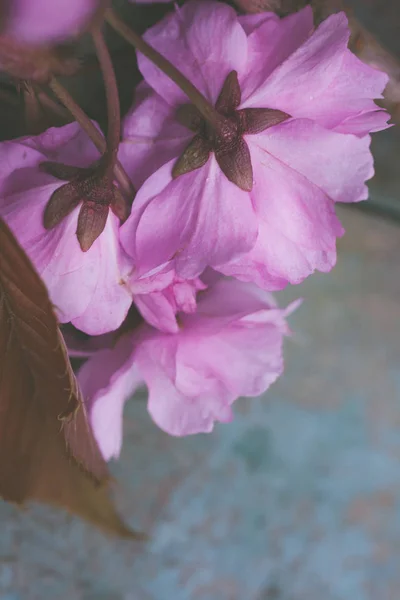 Rustik Stil Våren Bakgrund Med Rosa Japansk Körsbärsblom Närbild — Stockfoto