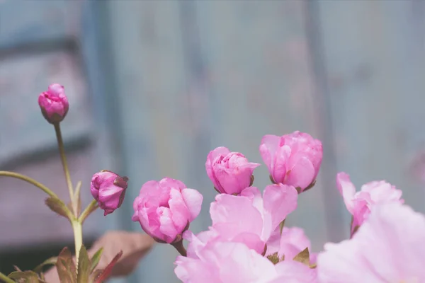 Stile Rustico Fondo Primavera Con Rosa Fiore Ciliegio Giapponese Vicino — Foto Stock