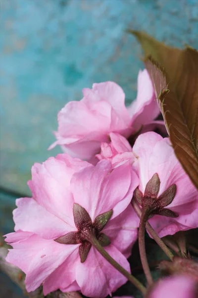 Style Rustique Fond Printanier Avec Fleur Rose Cerisier Japonais Gros — Photo