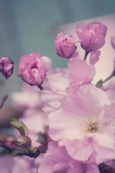 Estilo Rústico Primavera Fundo Com Rosa Japonês Cereja Flor Perto — Fotografia de Stock