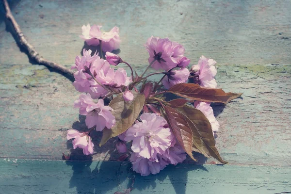 Rustik Stil Våren Bakgrund Med Rosa Japansk Körsbärsblom Närbild — Stockfoto