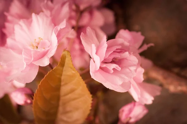 Estilo Rústico Fondo Primavera Con Flor Cerezo Japonesa Rosa Cerca — Foto de Stock