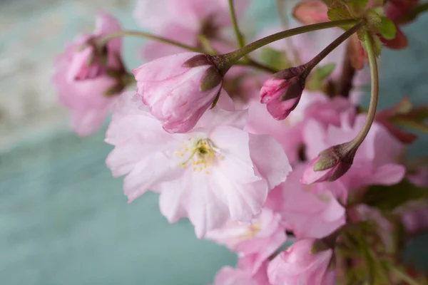 Rusztikus Stílusú Tavaszi Háttér Val Rózsaszín Japán Cherry Blossom Közelről — Stock Fotó