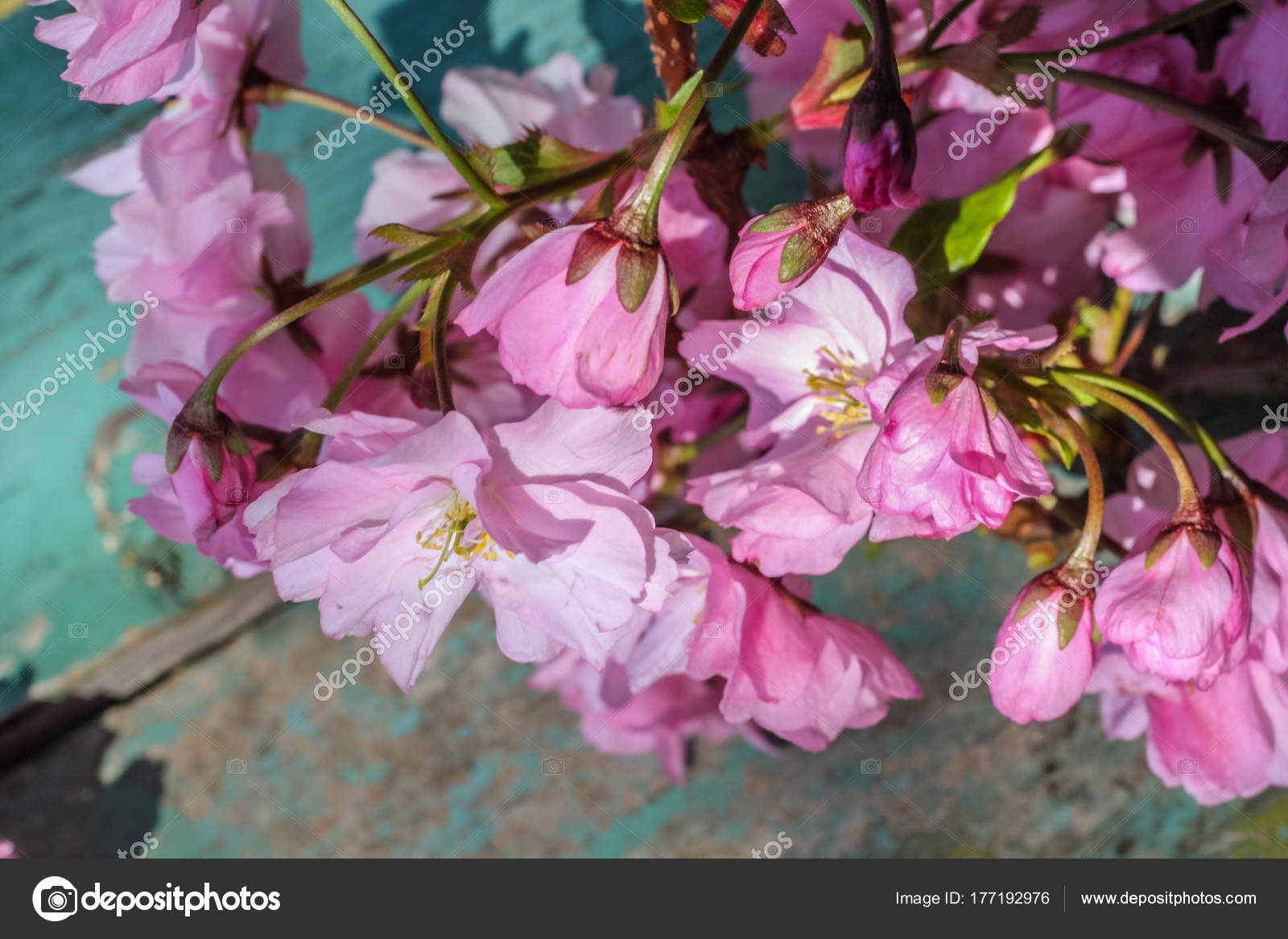 Instagram Style Fond Fleurs Cerisier Japonais Photographie