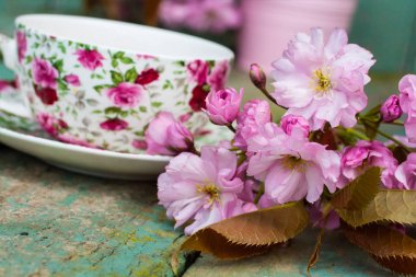 Japon kiraz ağacı çiçekleri, yakın upt ile güzel, İngilizce, vintage çay fincanı