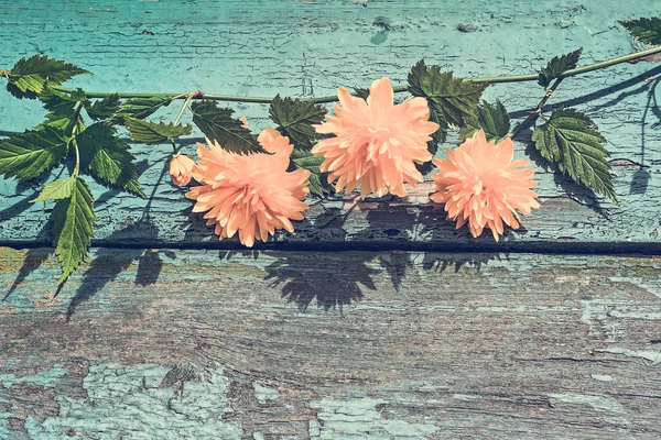 Fleurs Jaunes Printemps Sur Fond Rustique Wodden — Photo