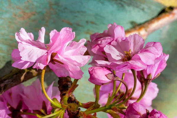 Beau Printemps Fond Rustique Avec Rose Fleur Arbre Japonais — Photo