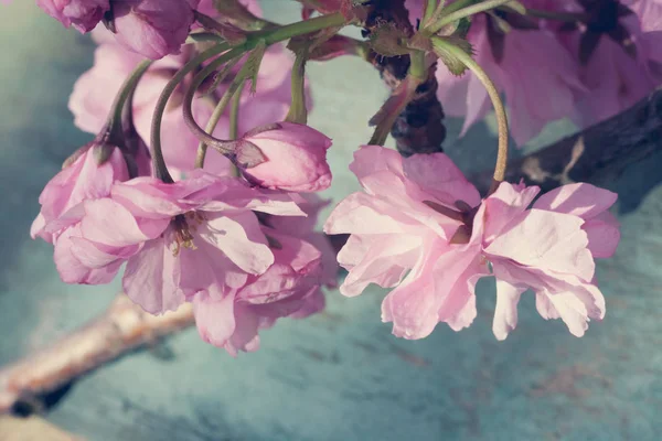 Linda Primavera Fundo Rústico Com Rosa Flor Árvore Japonesa — Fotografia de Stock
